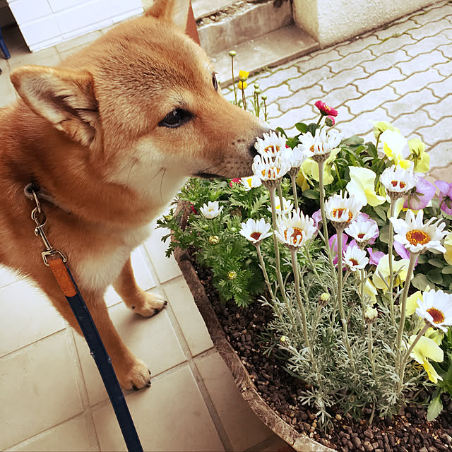 tanyuumoさんの実例写真
