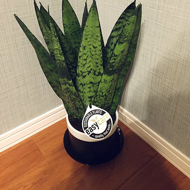 syunさんの実例写真