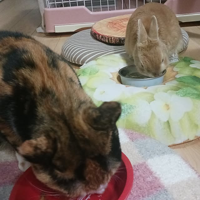 aiさんの部屋