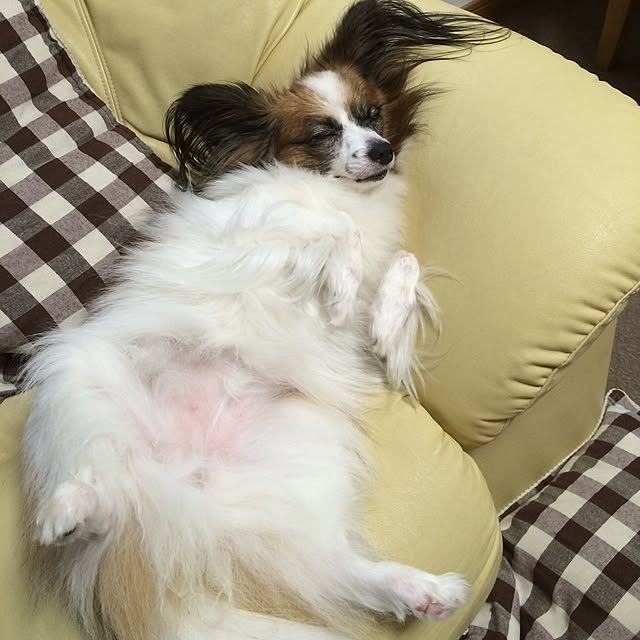 chieさんの実例写真