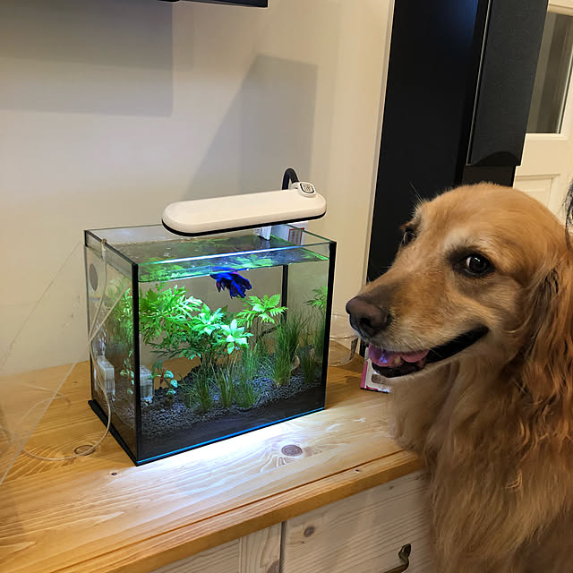 Ururuさんの実例写真