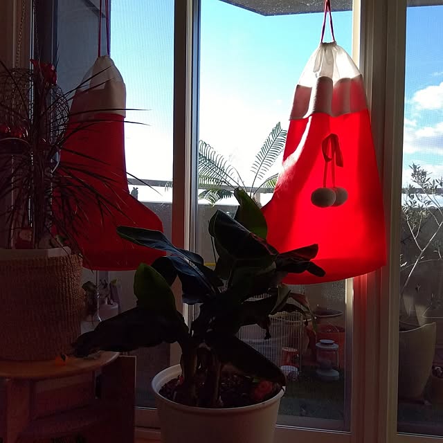 玄関/入り口/クリスマス/サンタクロース/窓際のグリーン/観葉植物のある暮らしのインテリア実例 - 2024-12-10 08:15:36