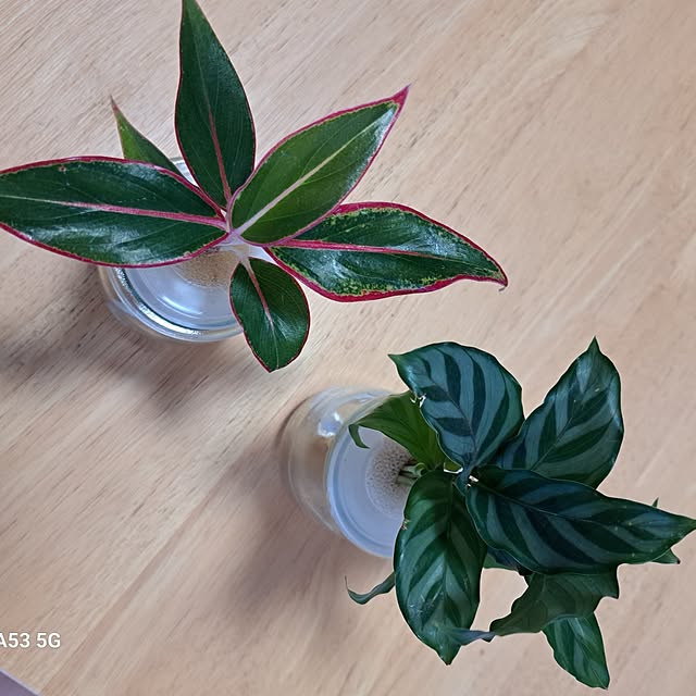 kiyohima229さんの部屋