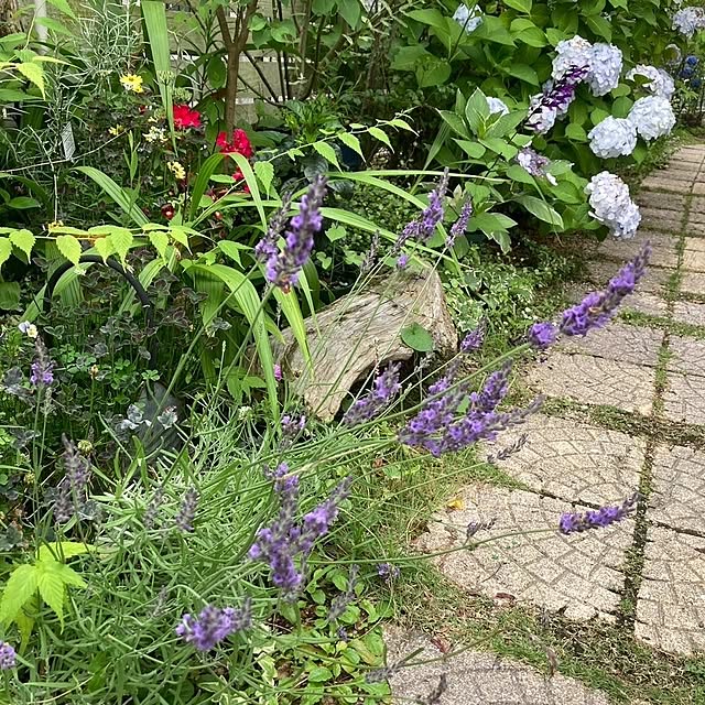 min_nimさんの実例写真