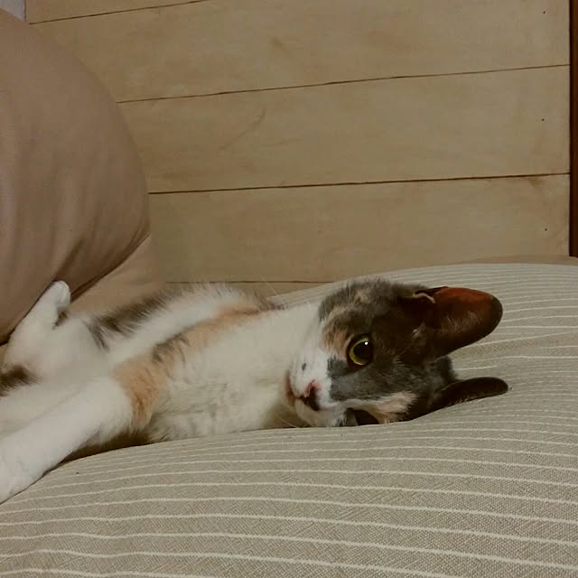 tomo1220さんの実例写真
