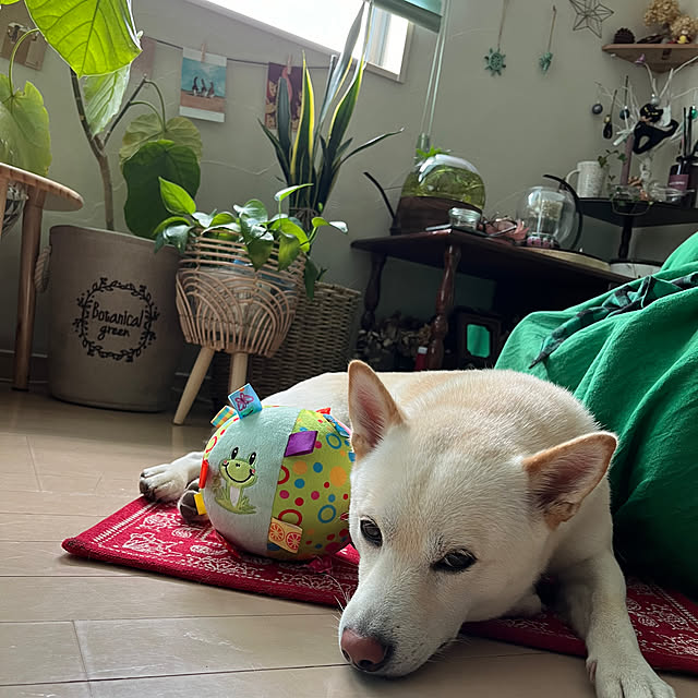 Toyomiさんの部屋