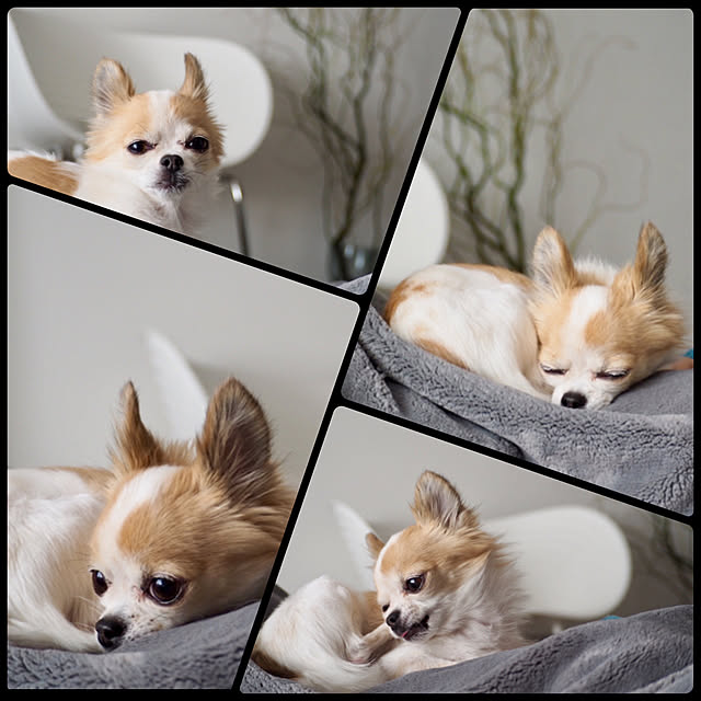kokohanoさんの実例写真