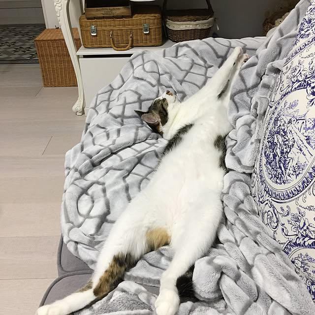 yuchiさんの実例写真