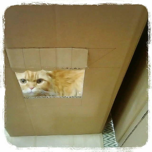 minaさんの実例写真