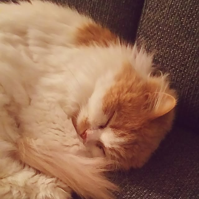 nonkoさんの実例写真
