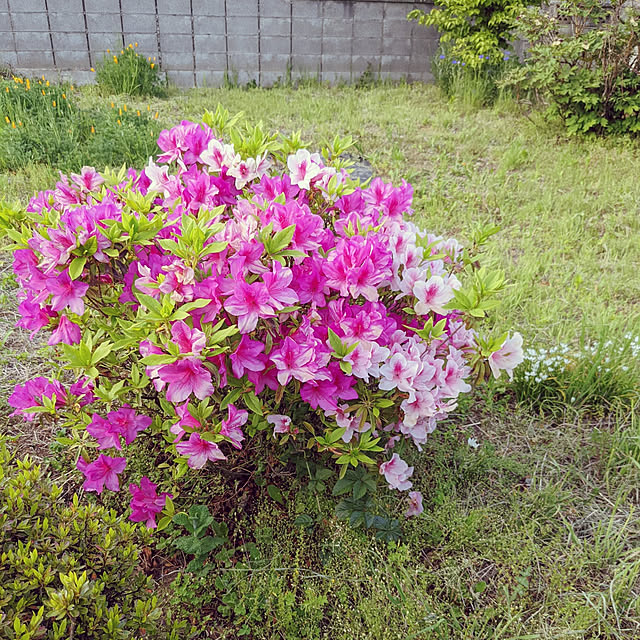 hiroさんの実例写真