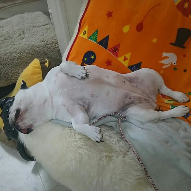 AandPさんの実例写真
