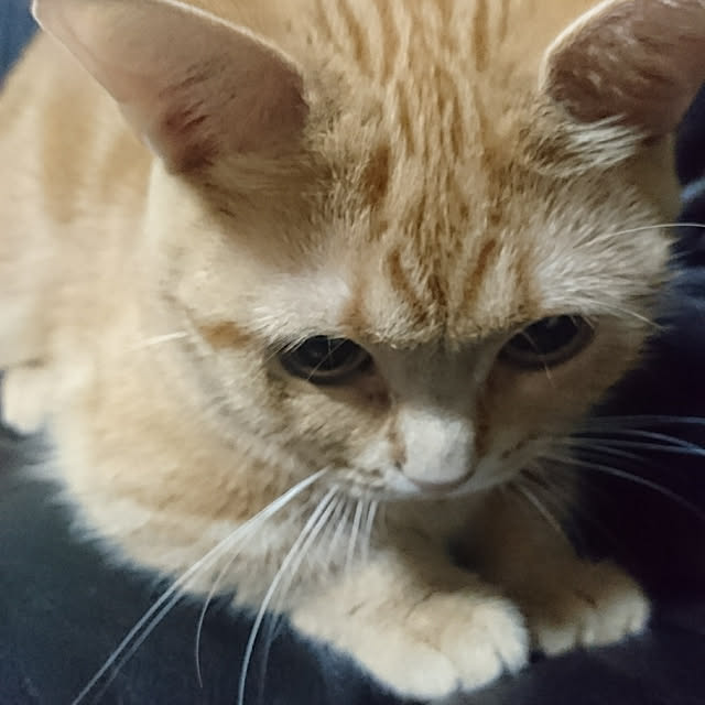 shinobuさんの実例写真