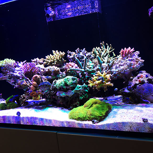 aquarium_seaさんの実例写真