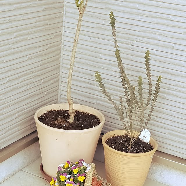 hinamamaさんの部屋