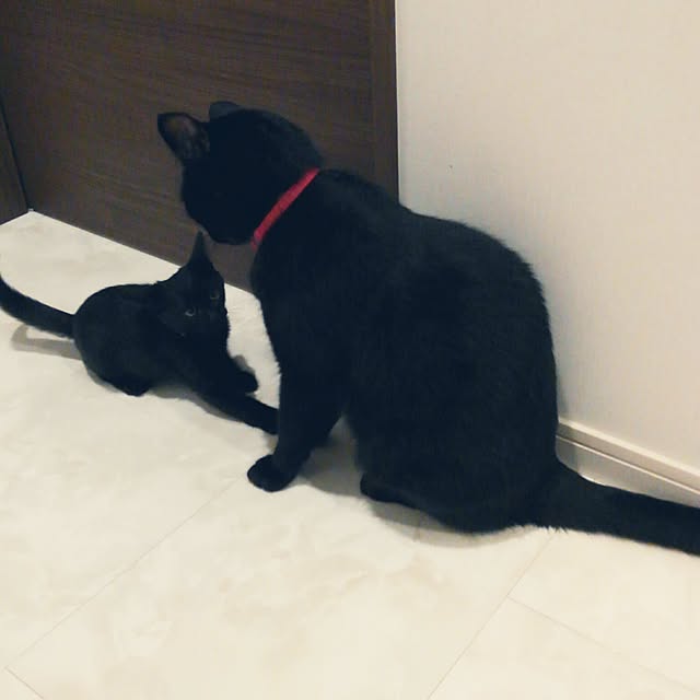 zenoさんの実例写真