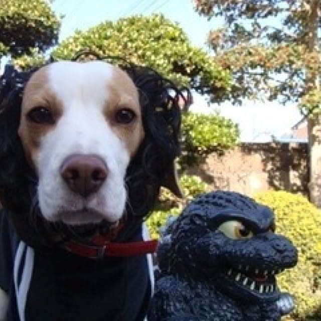 実例写真
