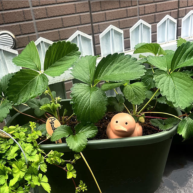 Ohigeさんの実例写真