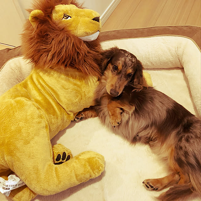 cocoaさんの実例写真
