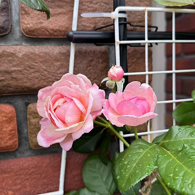 RoseLife5818さんの部屋