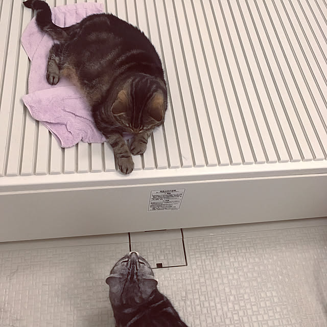 mikomaruさんの実例写真