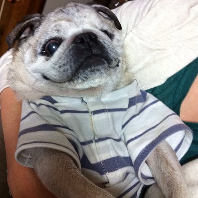 pug.fukuさんの実例写真