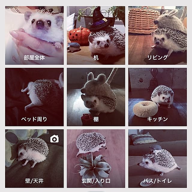 saokoさんの実例写真
