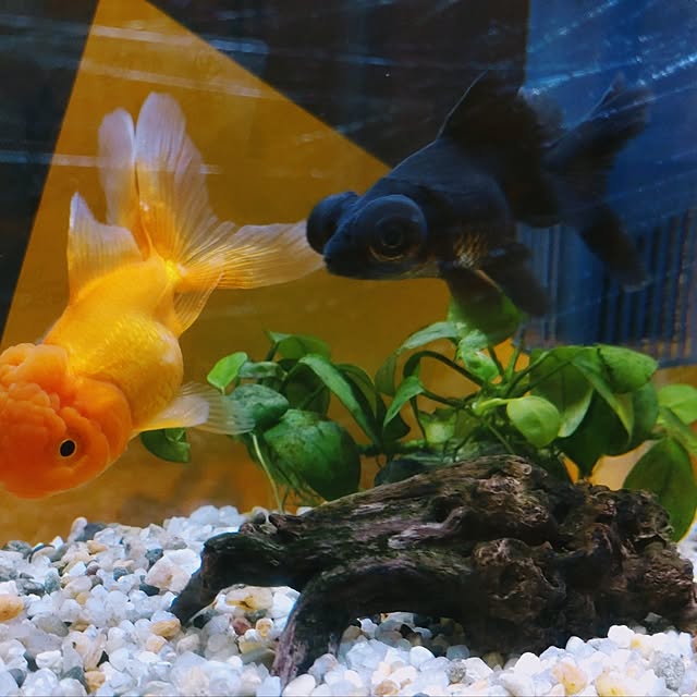 wanさんの実例写真