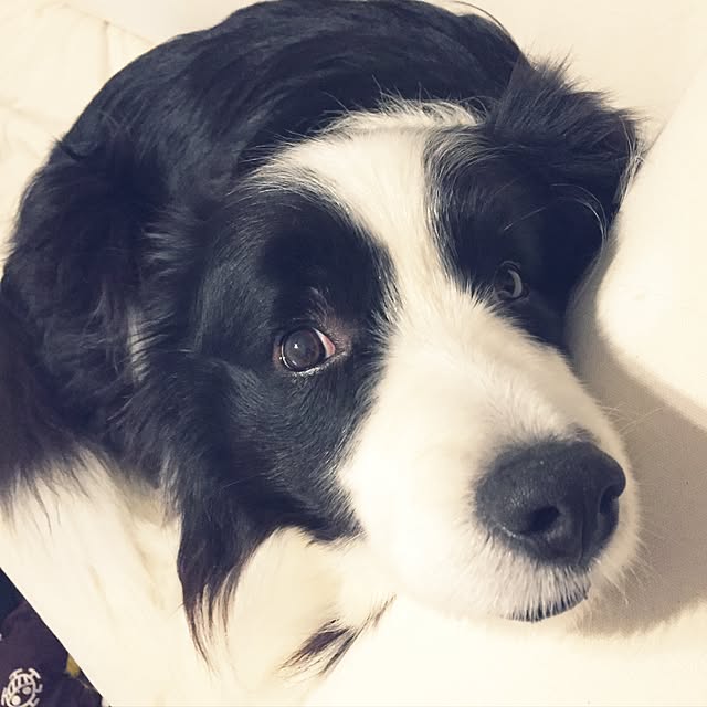 ronさんの実例写真
