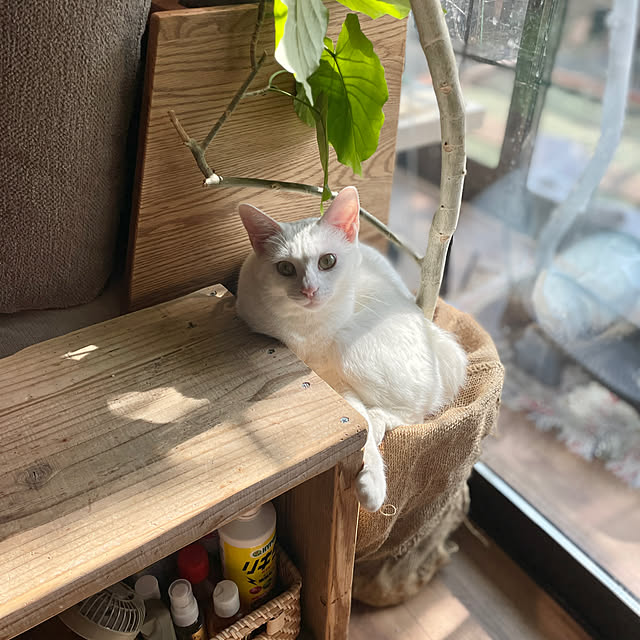 Yukinekoさんの実例写真