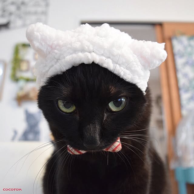 cocoronさんの実例写真