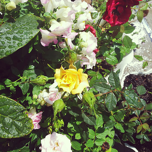 kana.mone4さんの実例写真