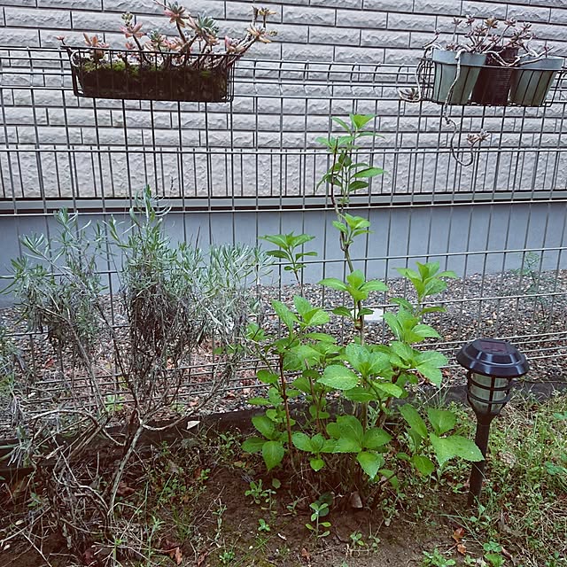 urchinさんの部屋