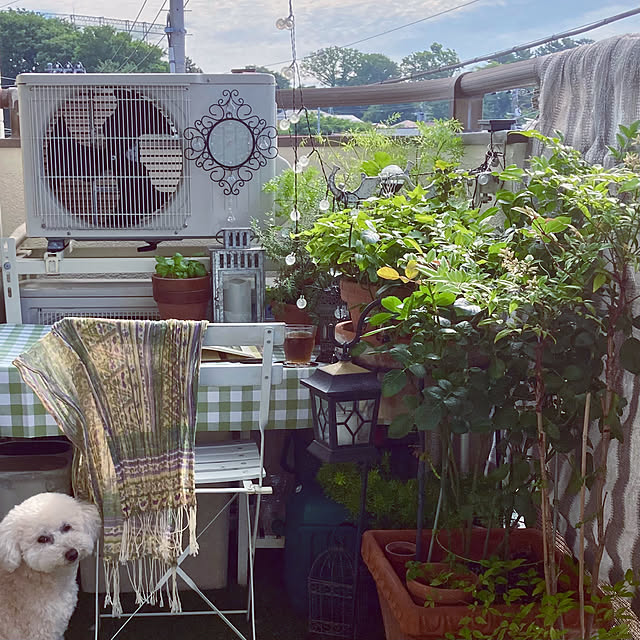 玄関/入り口/ベランダ菜園/ベランダ/ベランダガーデン/心地よい暮らし...などのインテリア実例 - 2025-06-07 08:29:12