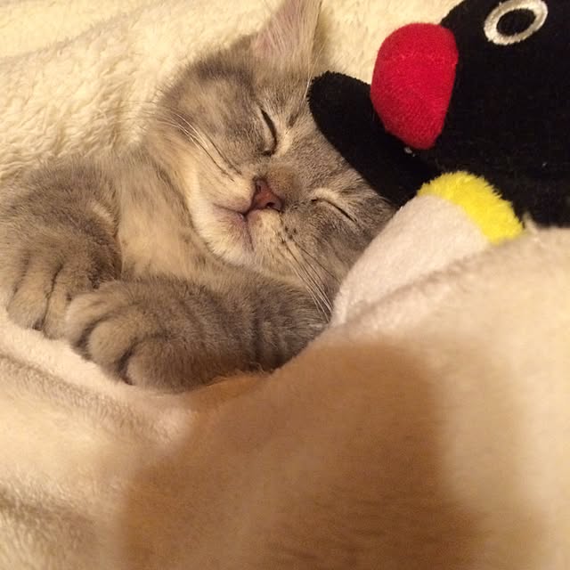 chadoさんの実例写真