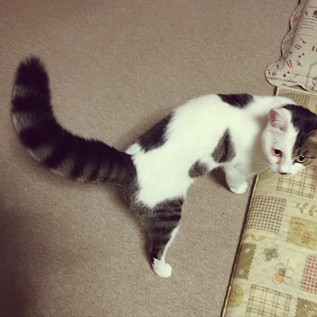 yocchiさんの実例写真