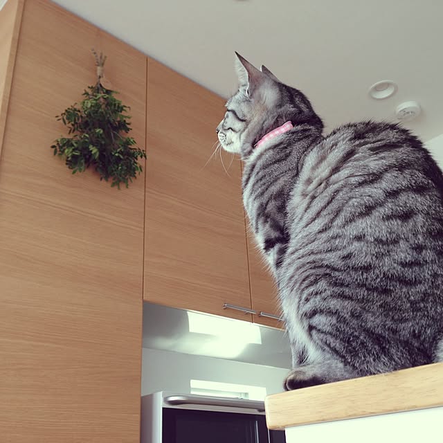 kokedamaさんの実例写真