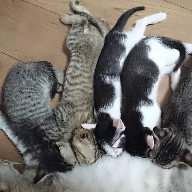 hoshiさんの実例写真