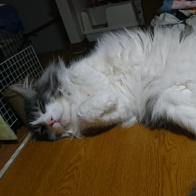 shinobuさんの実例写真