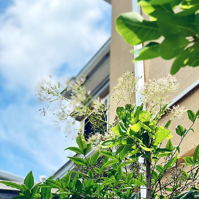 asako.10さんの実例写真