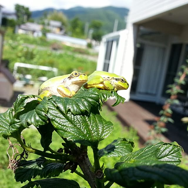 piyochanさんの実例写真