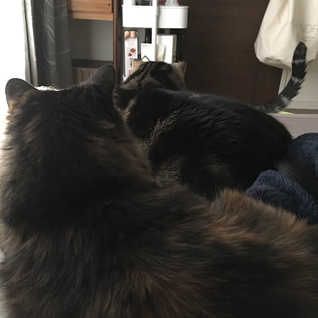 mikomaruさんの実例写真