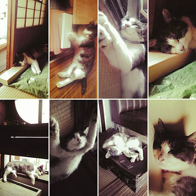 Hanarecoyaさんの実例写真
