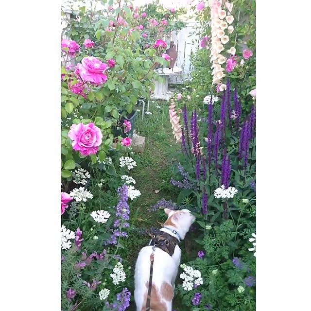 kiyosukeさんの実例写真