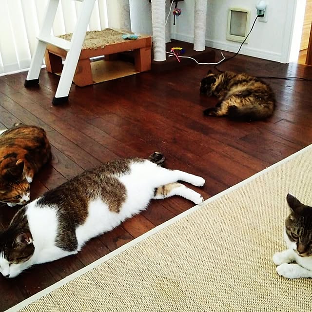 実例写真