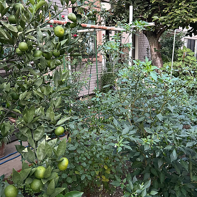 botanさんの部屋