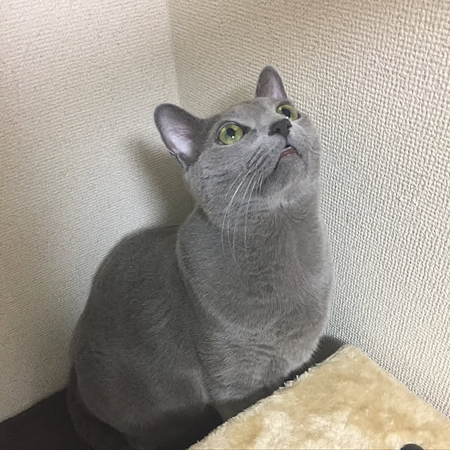 sayuuuさんの実例写真