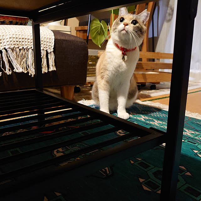 fukuさんの実例写真