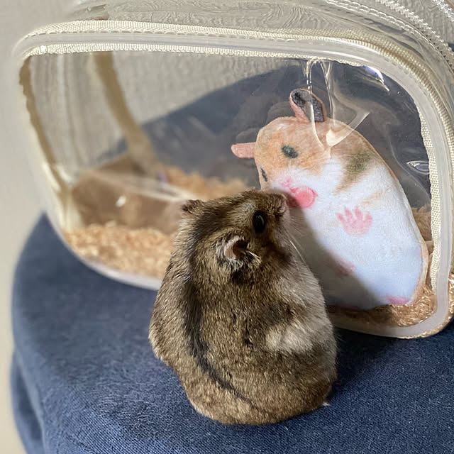 ohanaさんの実例写真