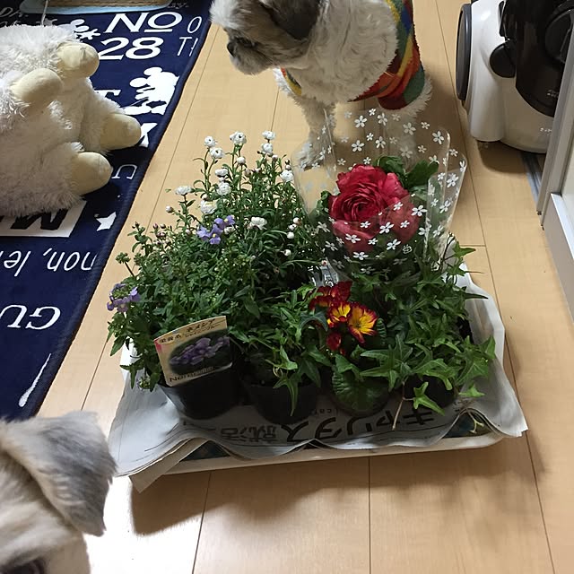 emiさんの実例写真